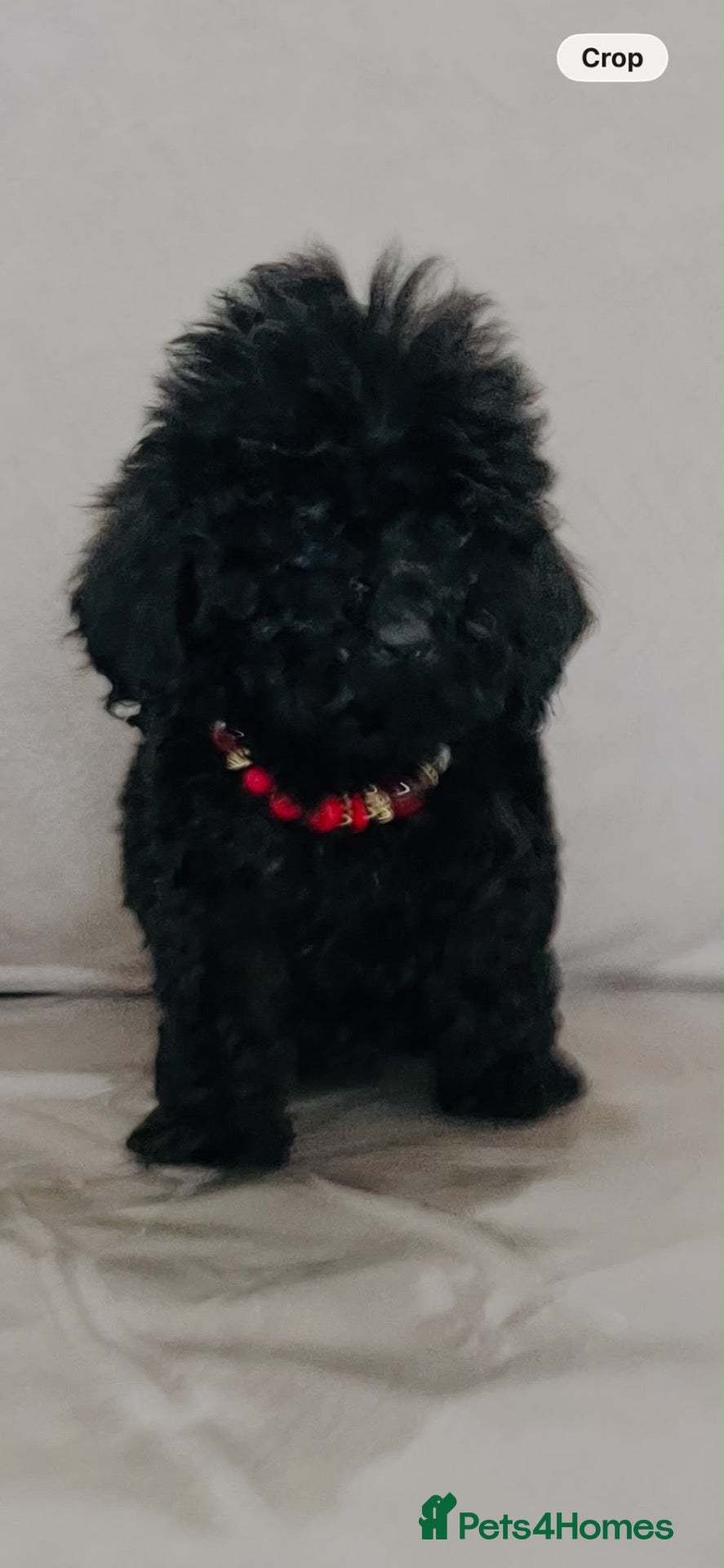 Cockapoo dogs Our jet black beautiful mini cockapoo  - Advert 9
