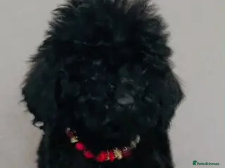 Cockapoo dogs Our jet black beautiful mini cockapoo - Advert 9