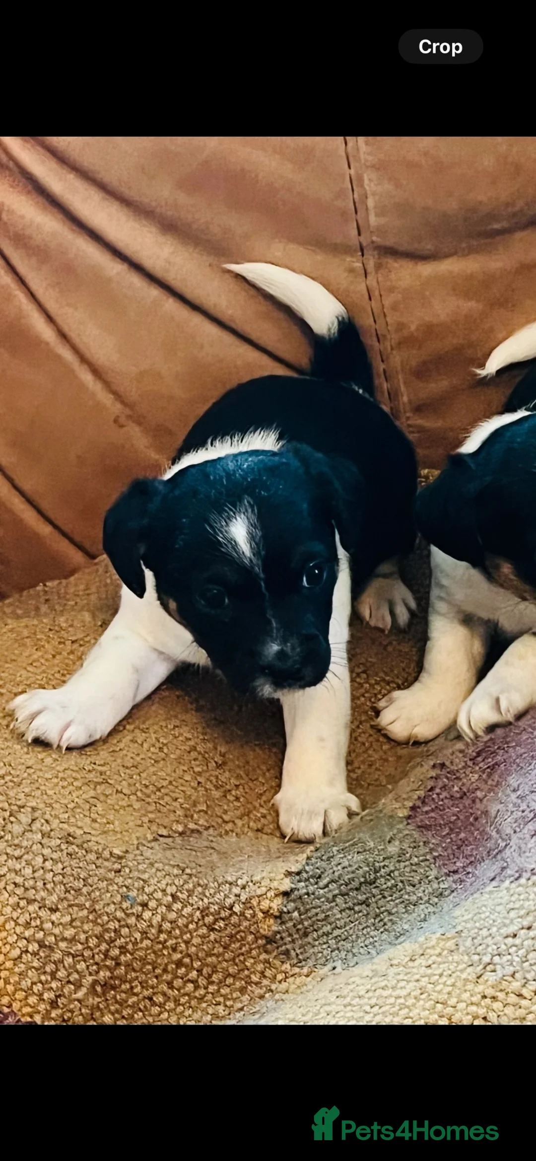 Jack Russell dogs for sale: Beautiful litter of Jack Russel puppies  in Milnthorpe - Advert 40