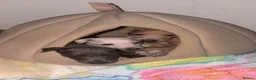 Italian Greyhound dogs for sale: Italian Greyhound & one quarter Whippet puppies  - Advert 3