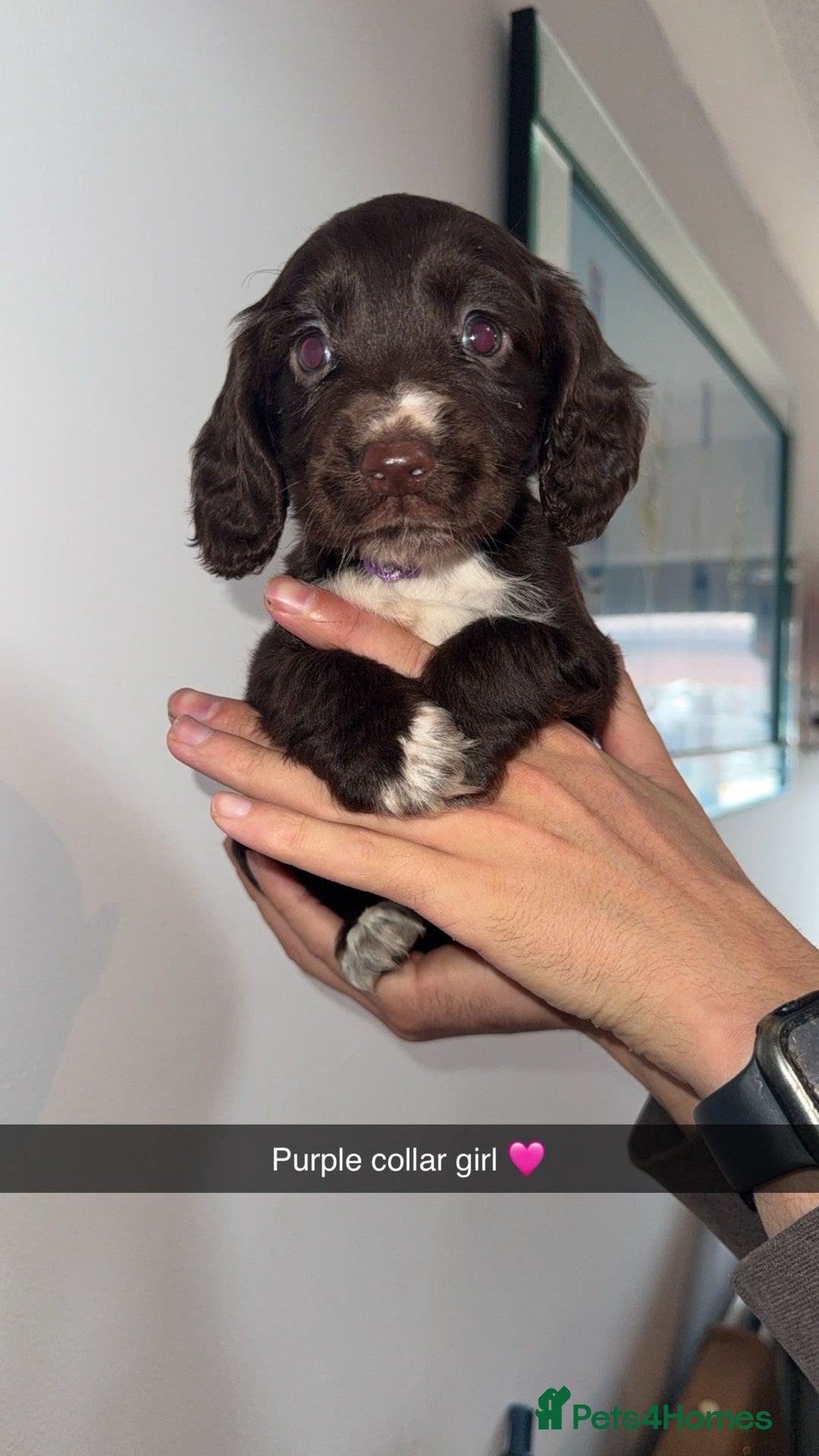 Cocker Spaniel dogs for sale: Cocker spaniel puppies  - Image 9