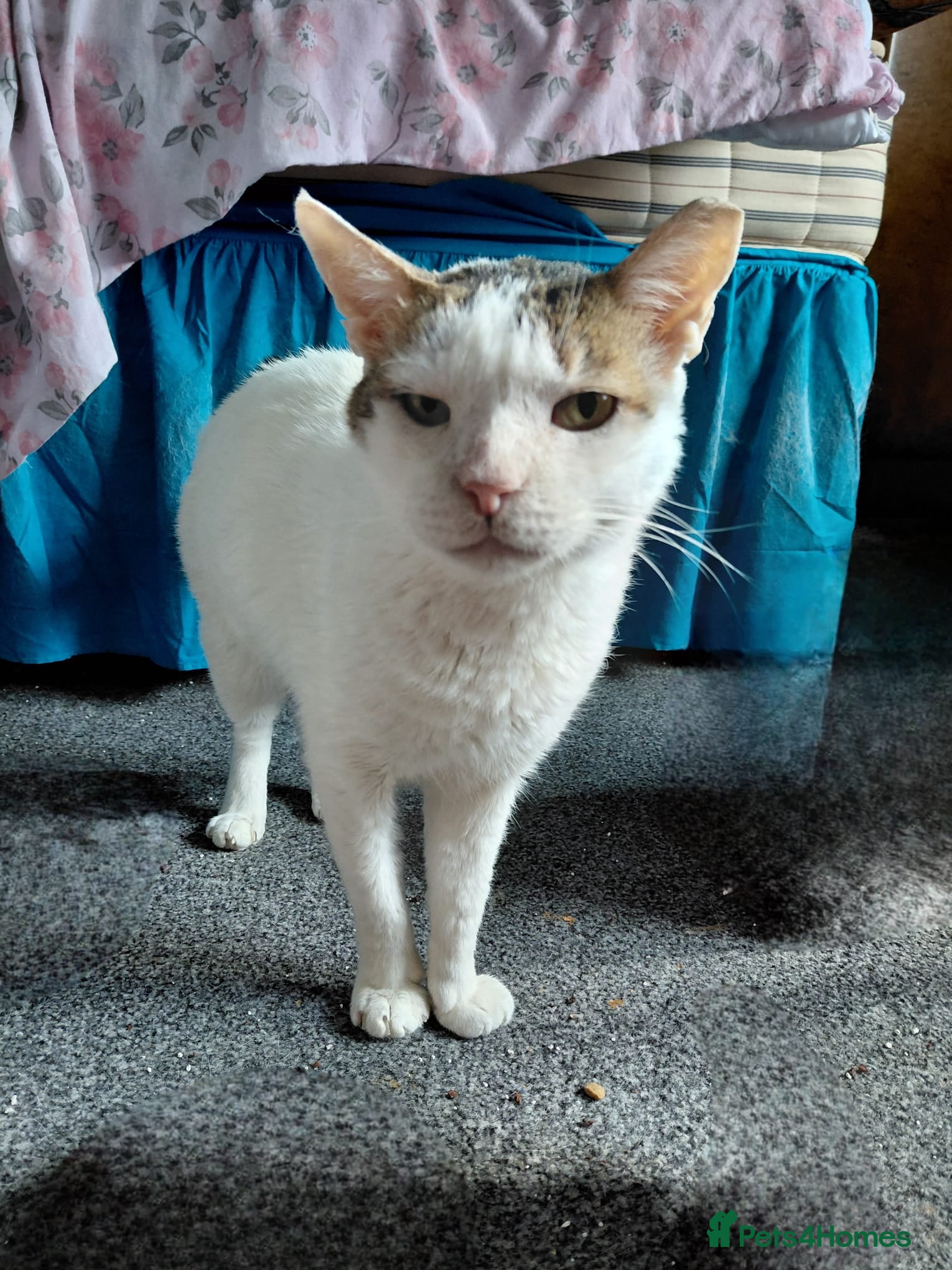Mixed Breed cats Affectionate Indoor rescue Big Snowy - Advert 3