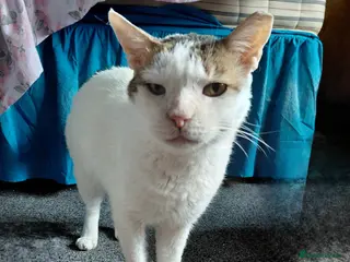 Mixed Breed cats Affectionate Indoor rescue Big Snowy - Advert 1