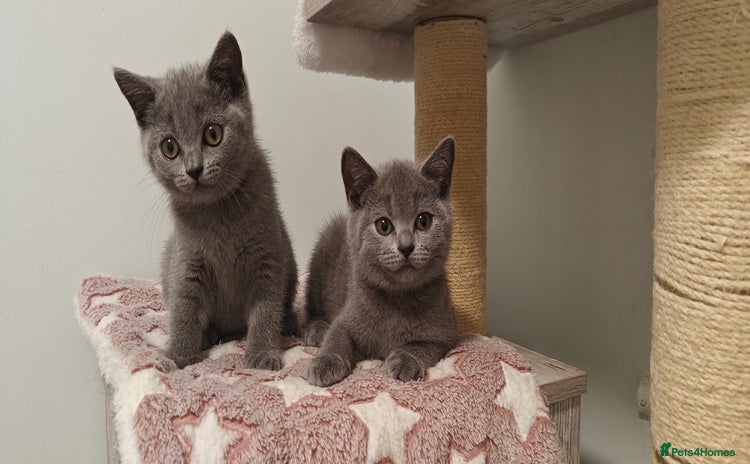 British Shorthair cats - Advert 10