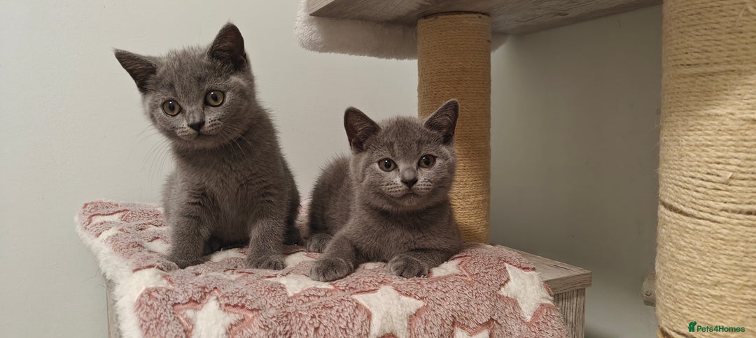 British Shorthair cats for sale: British shorthair blue/lilac kittens  - Image 3