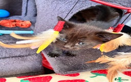 Bombay cats for sale: Last 2 remaining Kittens for sale  - Image 26