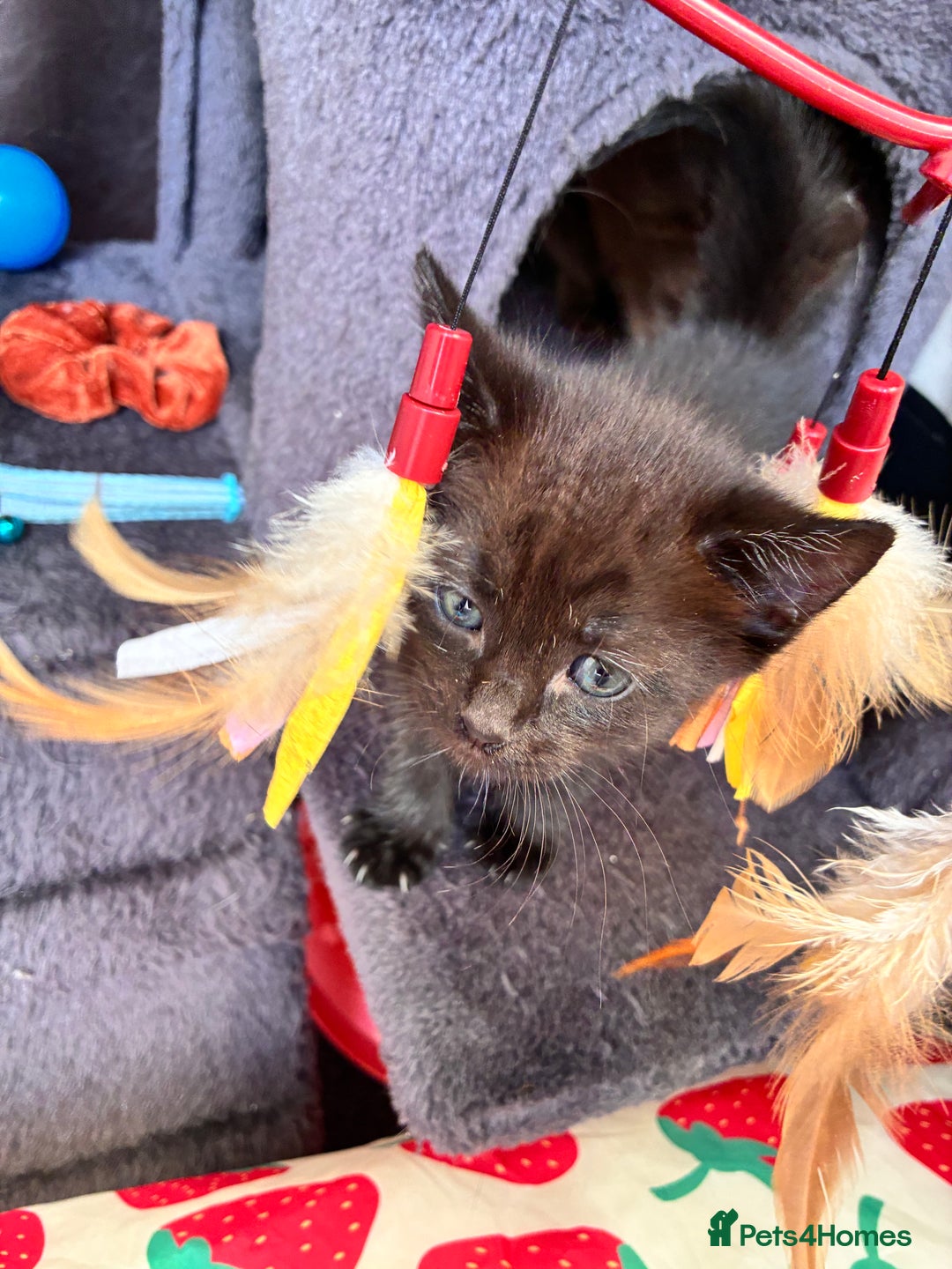 Bombay cats for sale: Last 2 remaining Kittens for sale  - Image 26