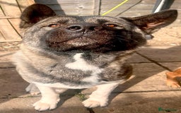 Akita dogs for stud: American bear head Akita for stud - Image 3