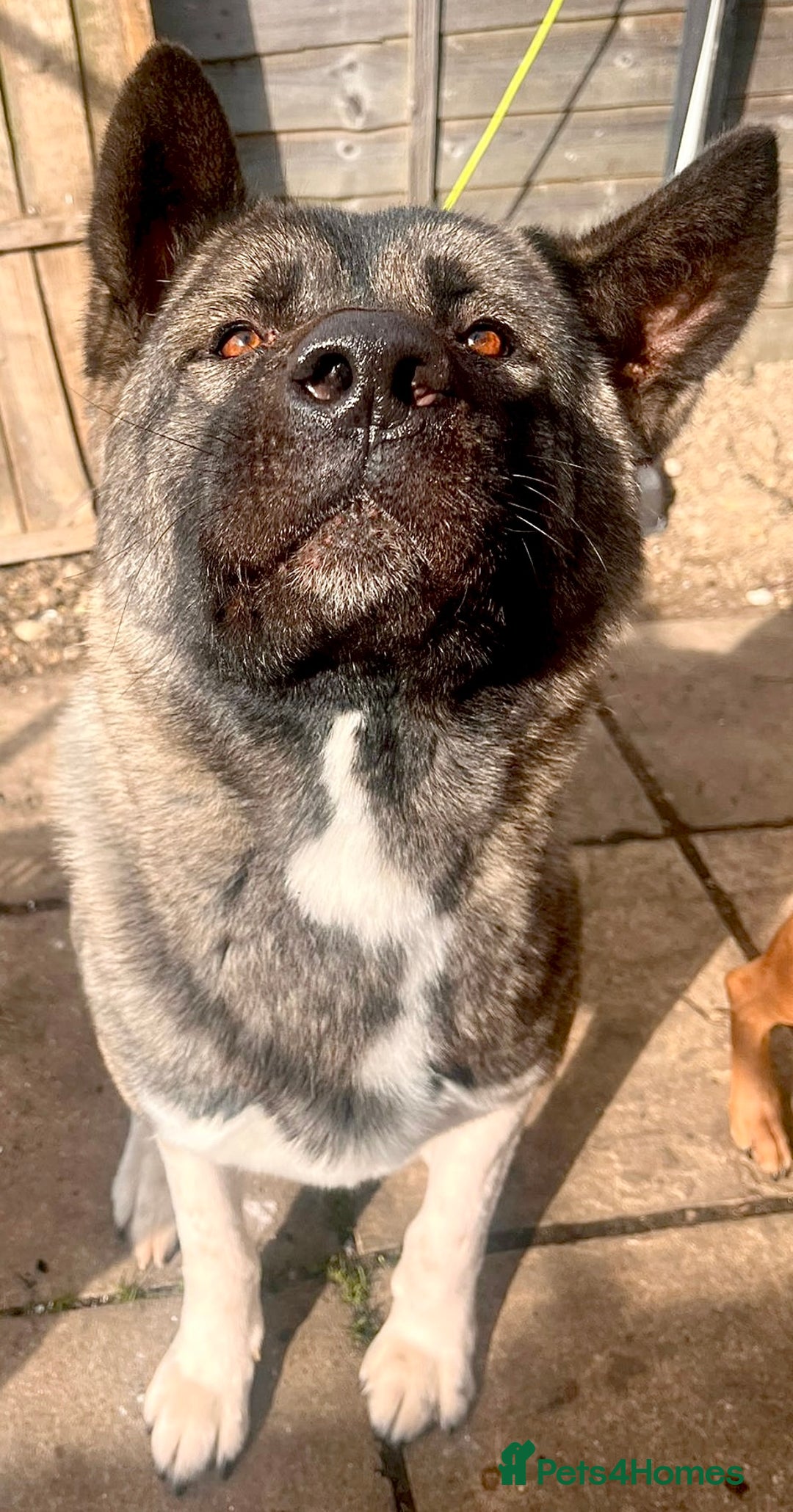 Akita dogs for stud: American bear head Akita for stud - Image 3