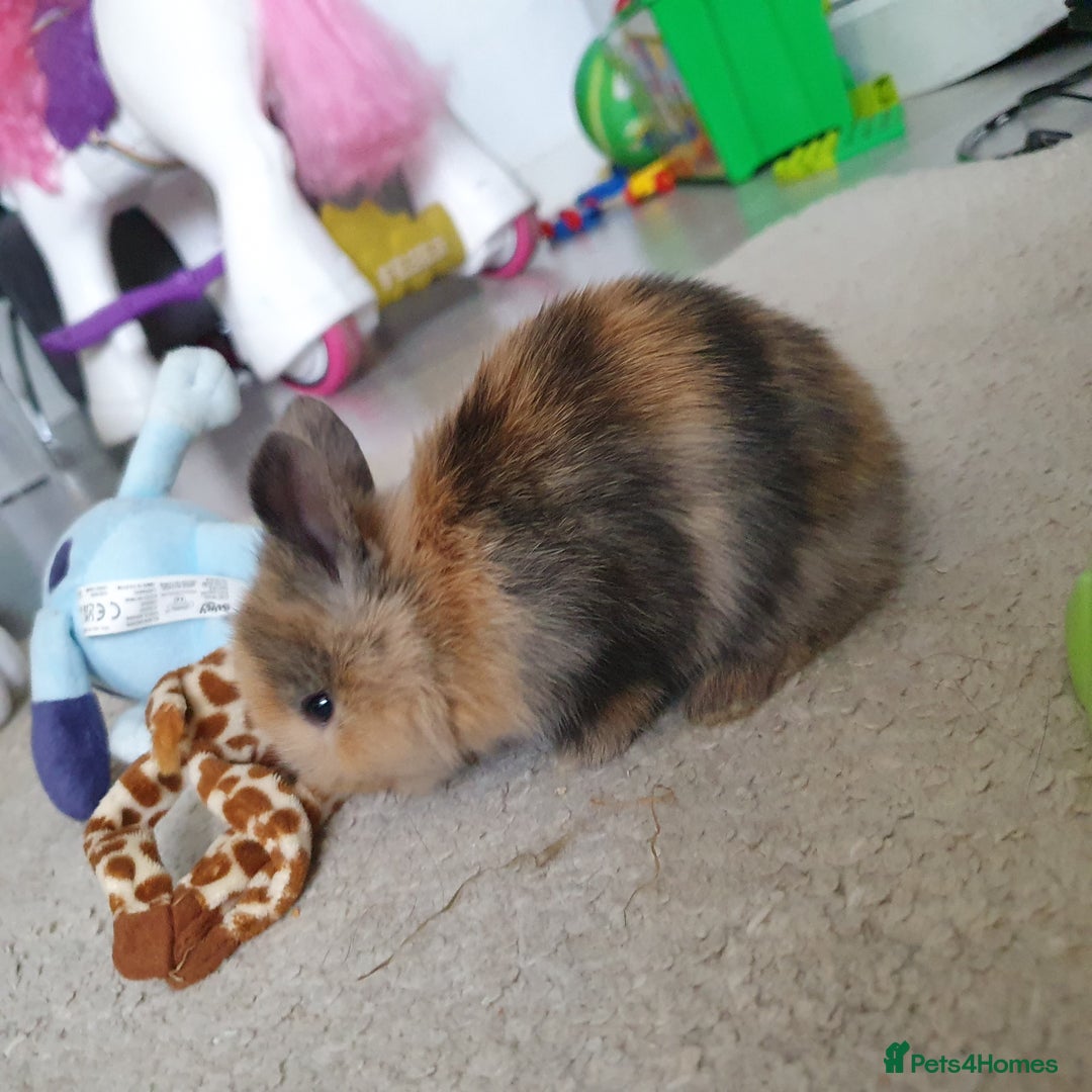 Lionhead rabbits for sale: Baby bunny's  - Advert 5