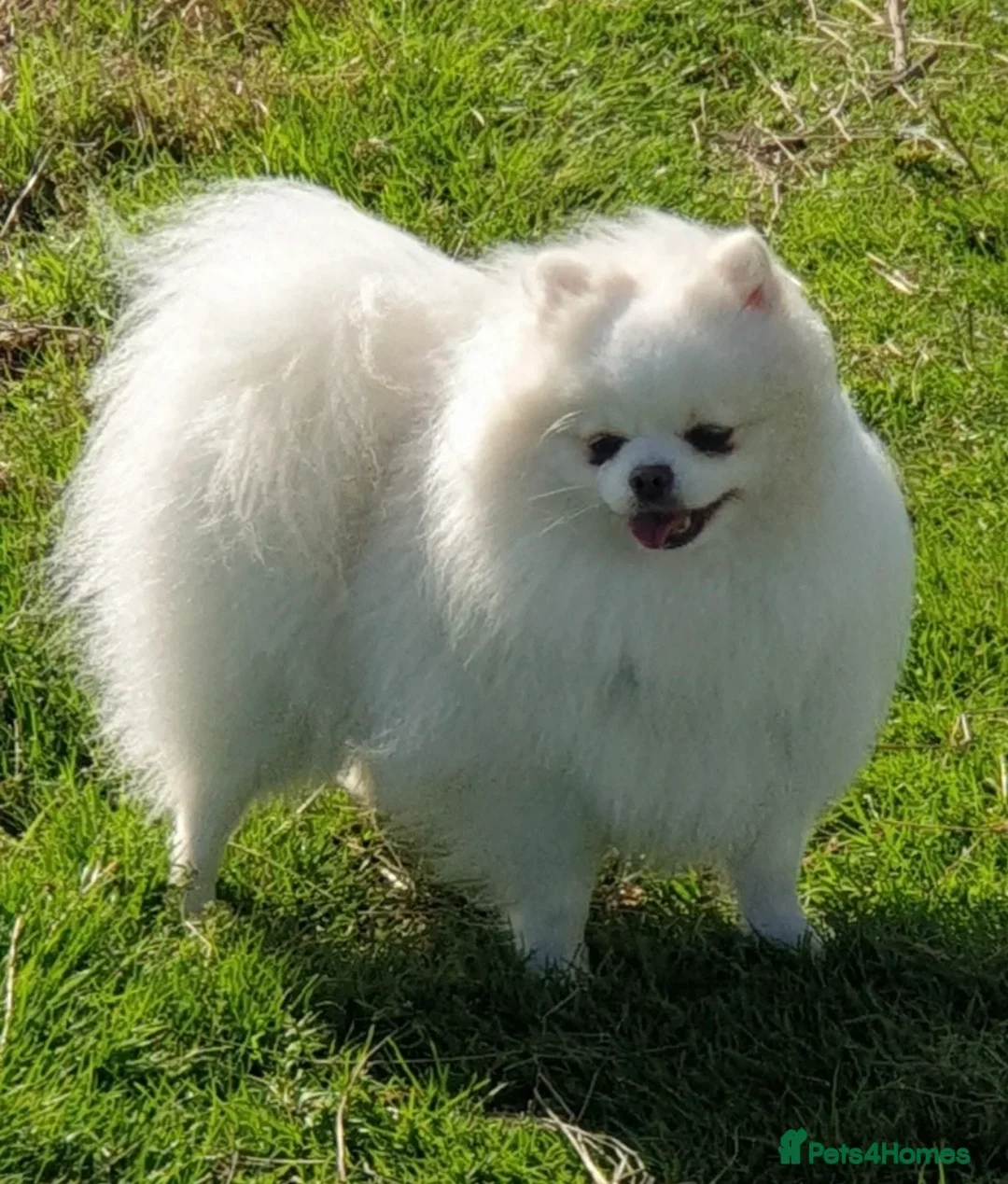 Pomeranian dogs for sale:  Pomeranian boy  in Colchester - Advert 5