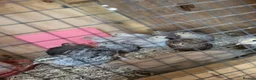 Quail poultry for sale: 6 week old sexed jumbo quail. - Advert 4