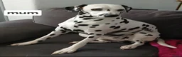 Dalmatian dogs for sale: 10 + dalmatian puppies, due beginning of october,  - Advert 6