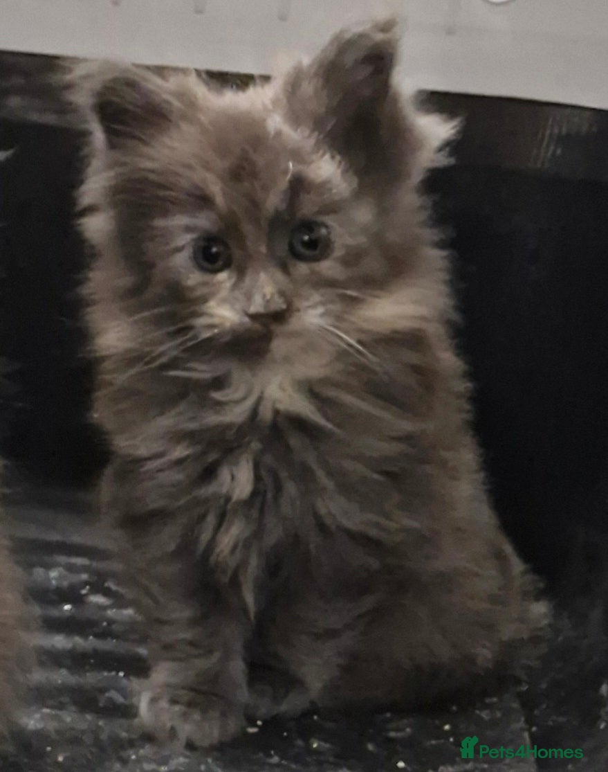 Maine Coon cats RUSSIAN LINE KITTENS  - Advert 18