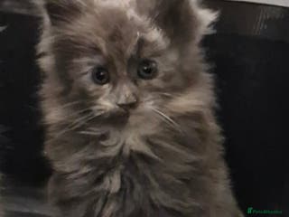 Maine Coon cats RUSSIAN LINE KITTENS - Advert 18