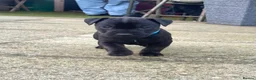 Mixed Breed dogs for sale: Lakeland / Fell terriers for sale in Pwllheli - Advert 8
