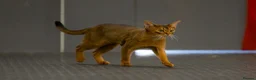 Abyssinian cats for sale: 2 beautiful Abyssinian boys  - Advert 24