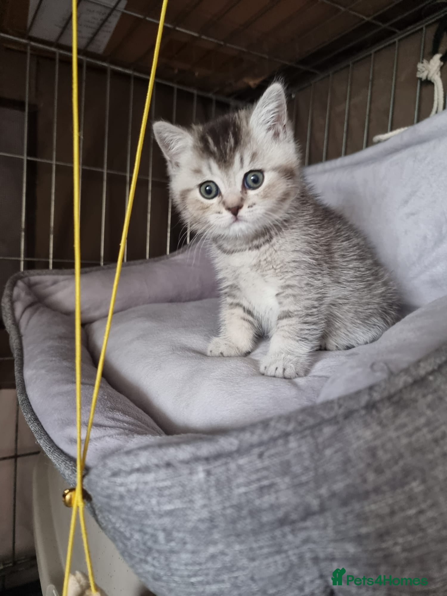 British Shorthair cats for sale: 4 Kitten Tabby British Shorthair GCCF Pedigree  - Advert 1