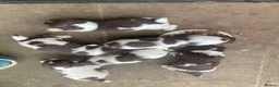 English Springer Spaniel dogs for sale: KC Reg Liver and White English Springer Spaniels - Advert 3