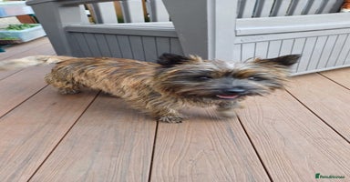 Cairn Terrier dogs - Advert 2