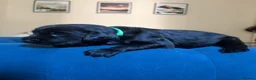 Flat coated Retriever dogs for sale: Flat coat retriever puppies for sale - Advert 10