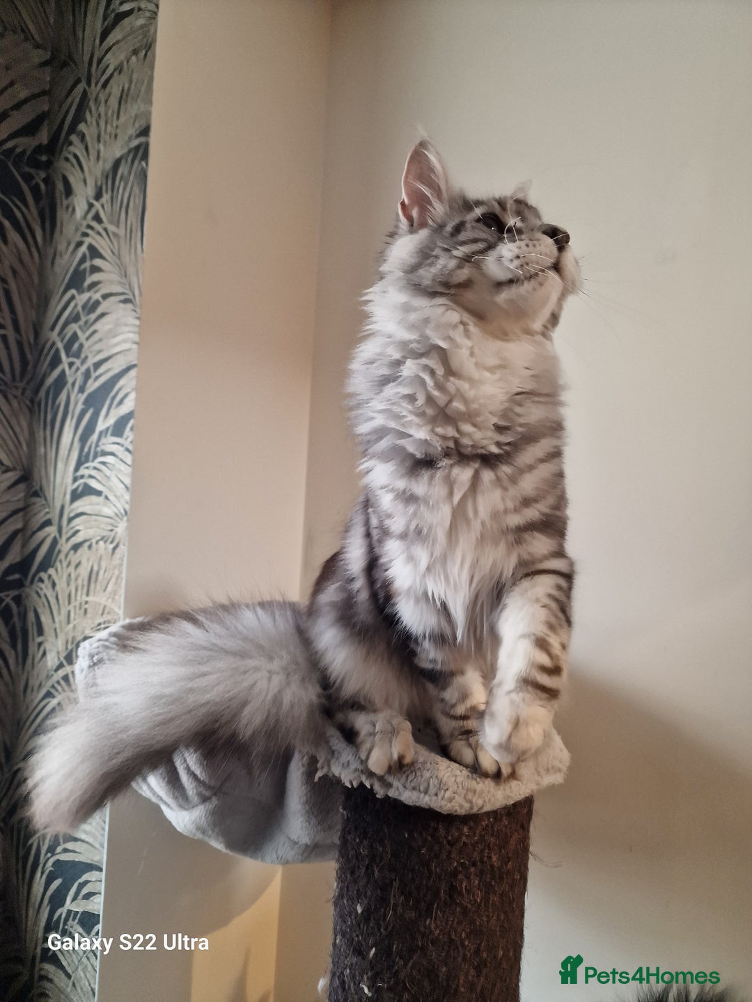 Maine Coon cats for sale: 🎀Fantastic female🎀 - Advert 12