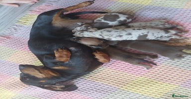 Miniature Dachshund dogs - Advert 3