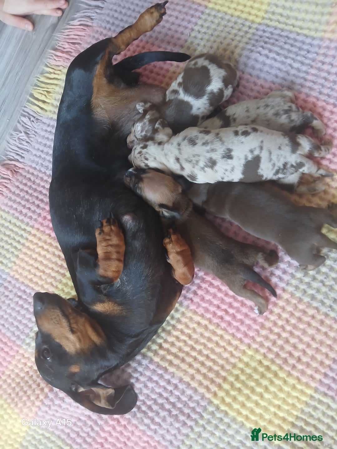 Miniature Dachshund dogs for sale: Minture dachshund puppies  - Image 2