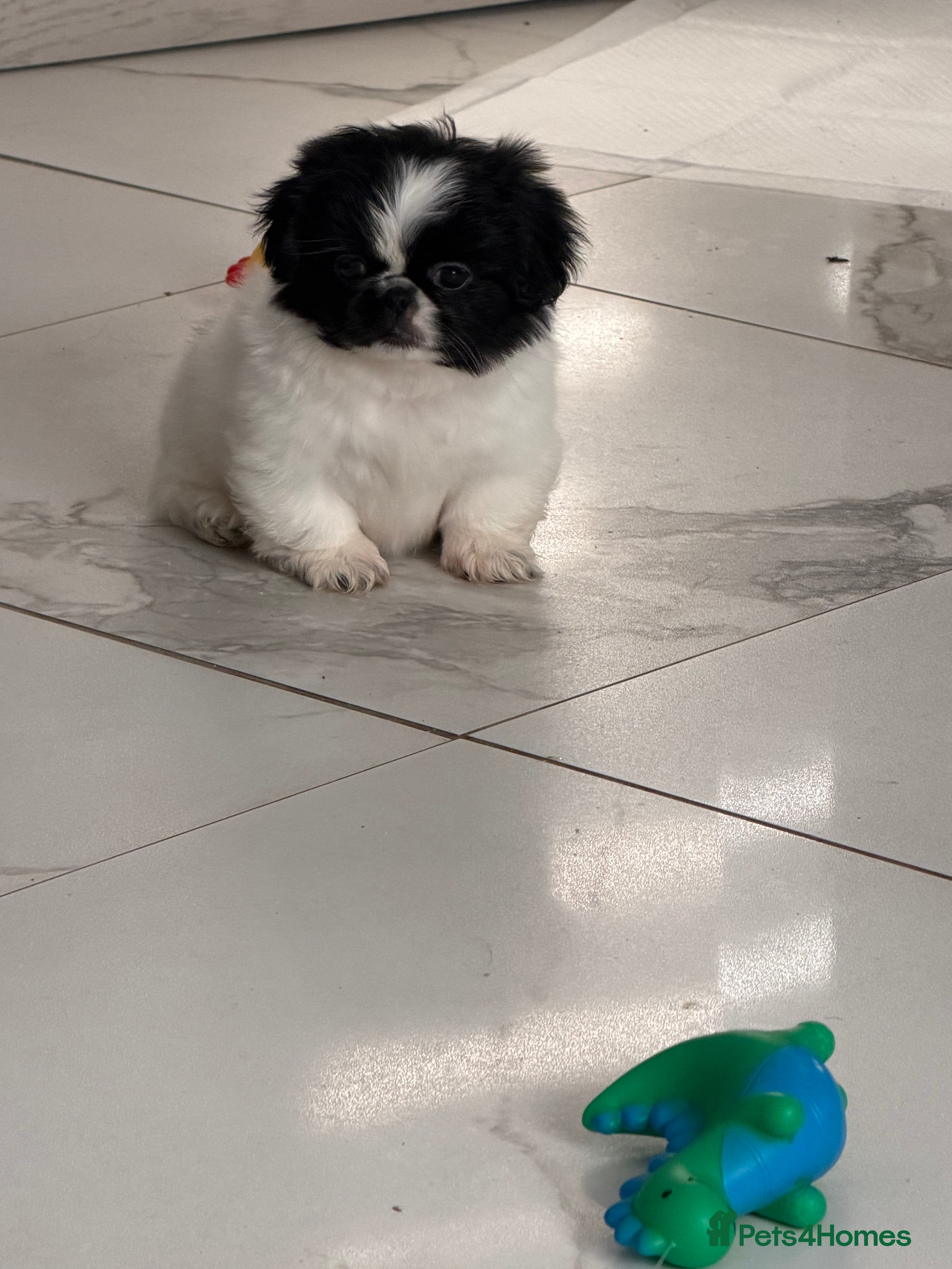 Pekingese dogs Adorable Pekingese puppies - Advert 2