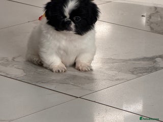 Pekingese dogs Adorable Pekingese puppies - Advert 2