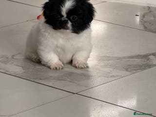 Pekingese dogs Adorable Pekingese puppies - Advert 4