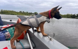 Belgian Shepherd Dog dogs for sale: Belgian shepherd bitch - Image 2