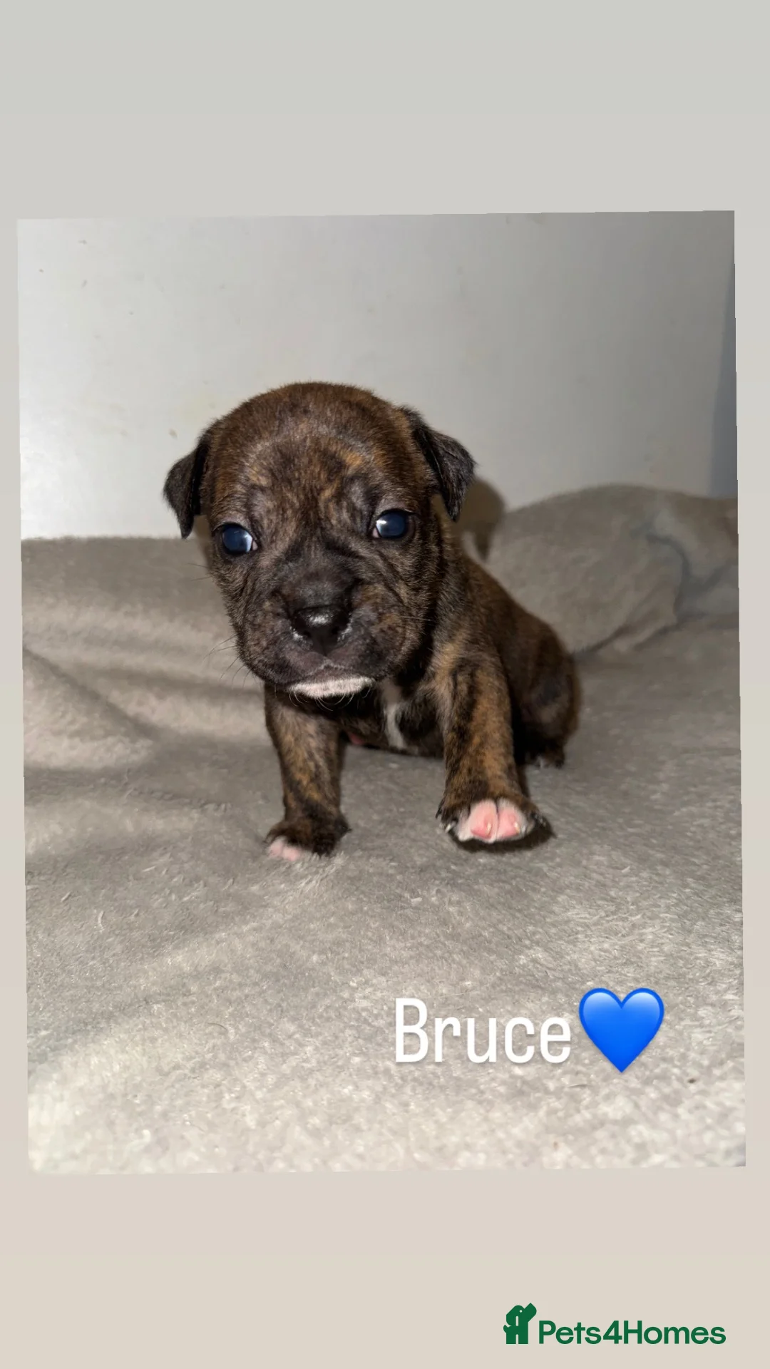 Mixed Breed dogs for sale: 4 gorgeous puppies 3 boys 1 girls  in Plymouth - Advert 5