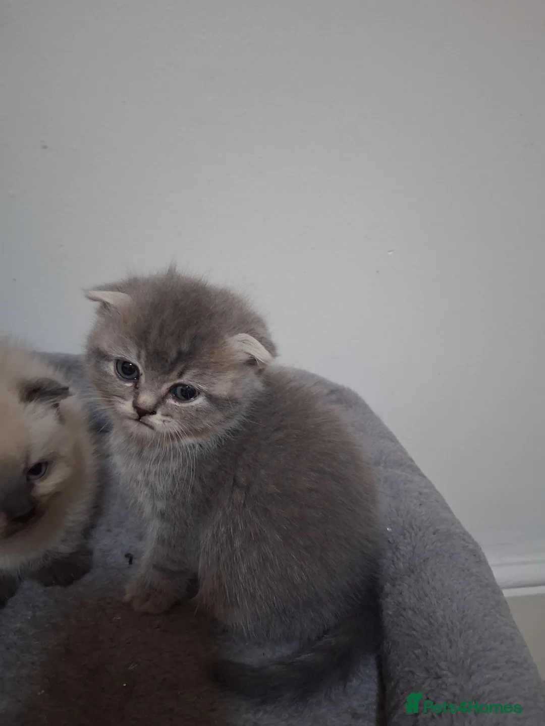 Scottish Fold cats for sale: Scottish fold kittens  - Advert 6
