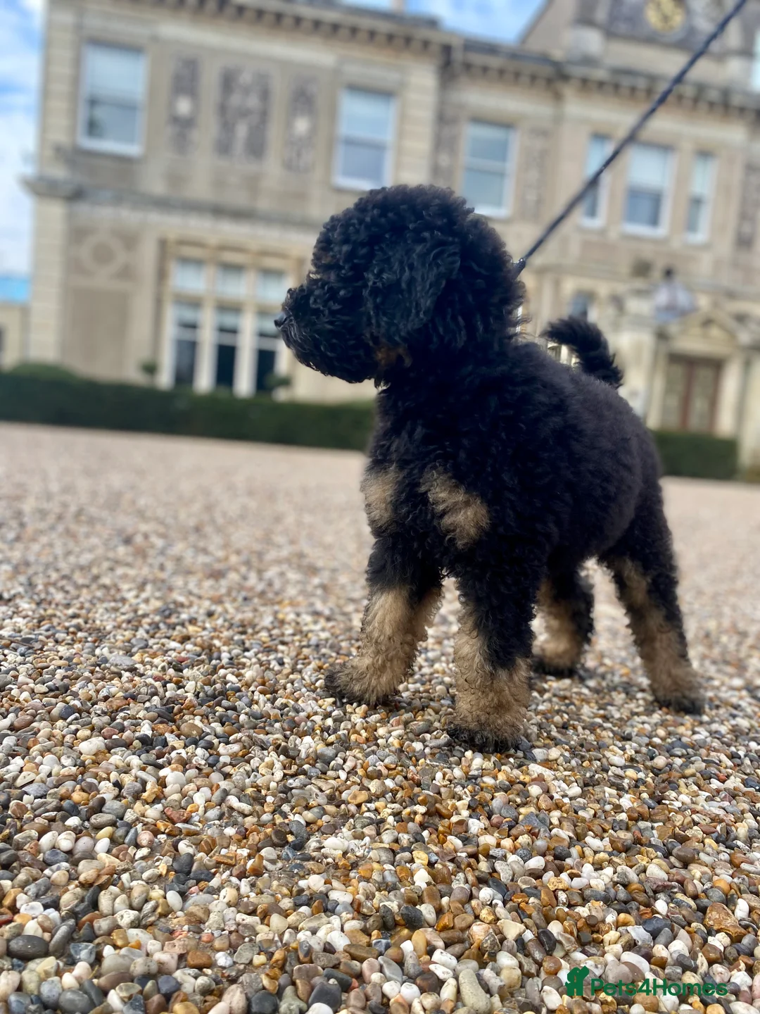 Bernedoodle dogs for sale: 16week Bernedoodle  - Advert 1