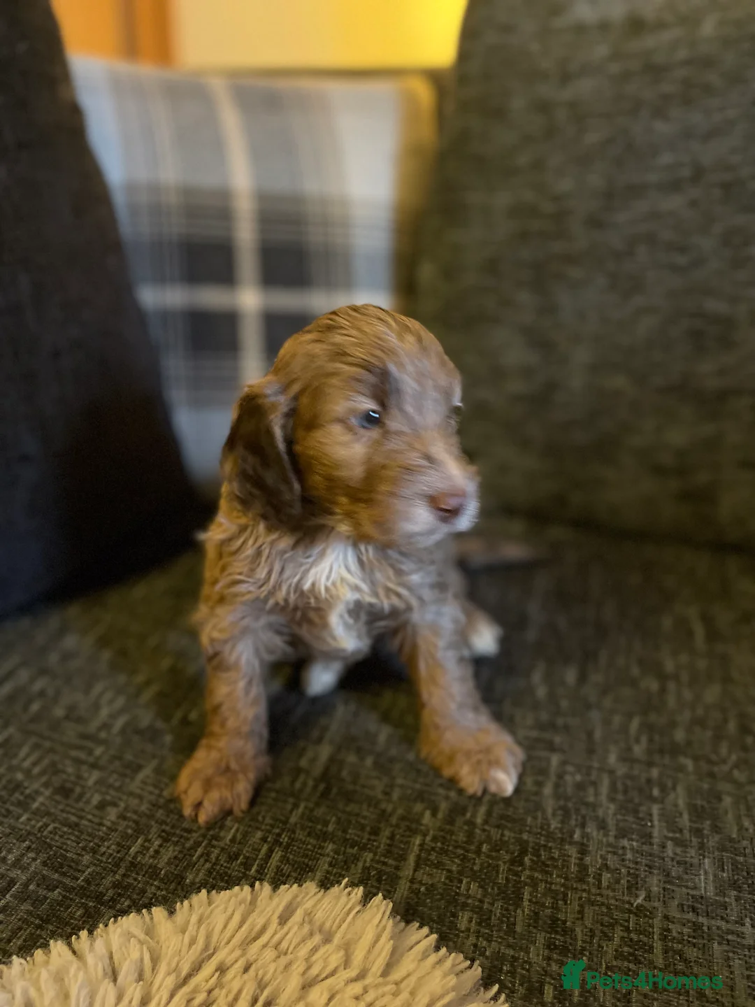 Cockapoo dogs for sale: f1 stunning toy cockerpoo  - Advert 16