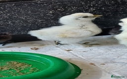 Chickens poultry for sale: ** Silkie Chicks ** - Image 1