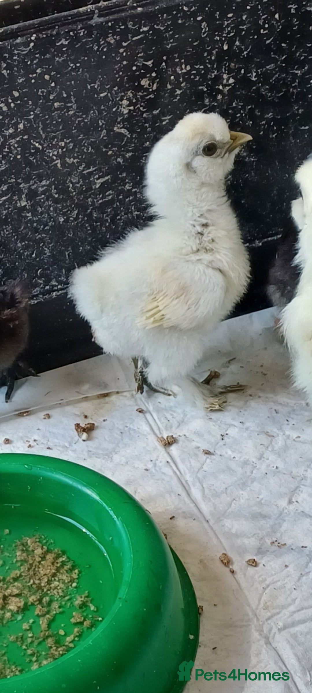 Chickens poultry for sale: ** Silkie Chicks ** - Image 1