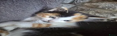 Mixed Breed 1
