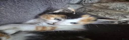 Mixed Breed cats for sale: 3 female calico kittens - Advert 4