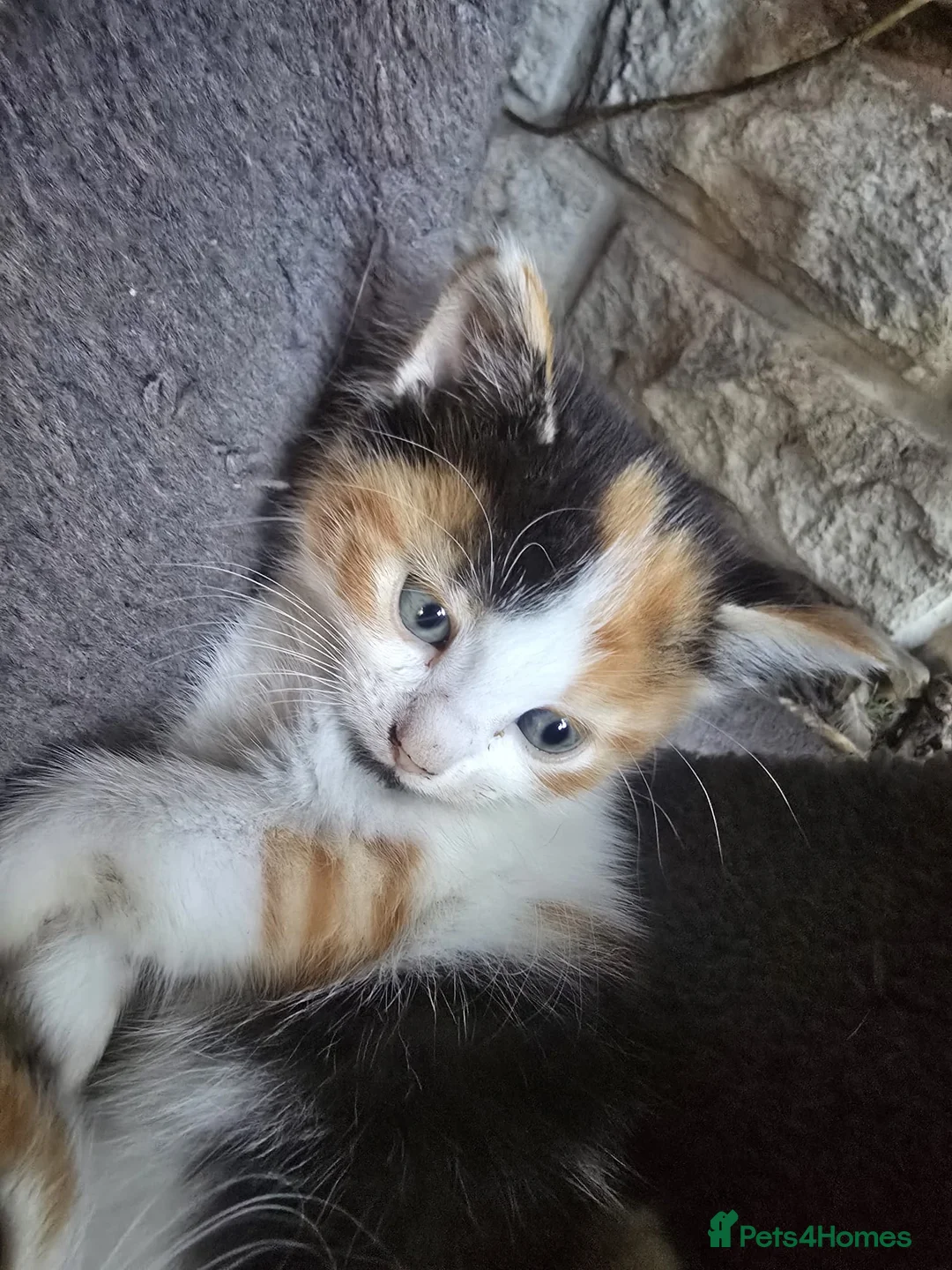 Mixed Breed cats for sale: 3 female calico kittens - Advert 4