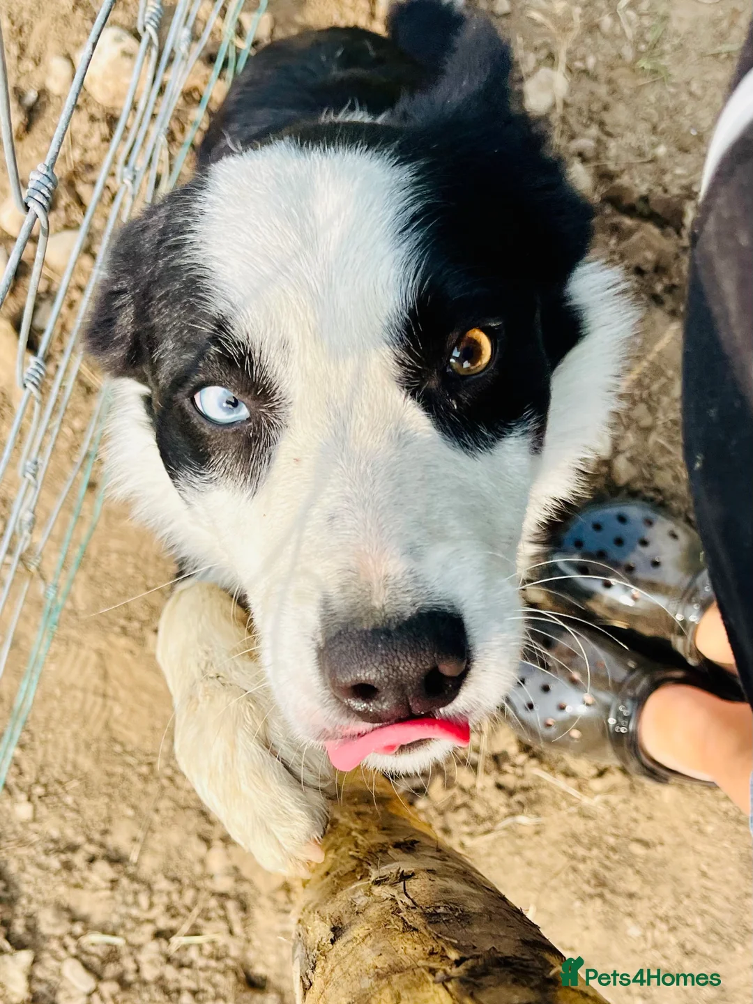 Gallery Image {{count}}