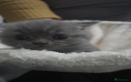 British Shorthair cats for sale: First Litter British Shorthair Pedigree Breed Blue - Image 16