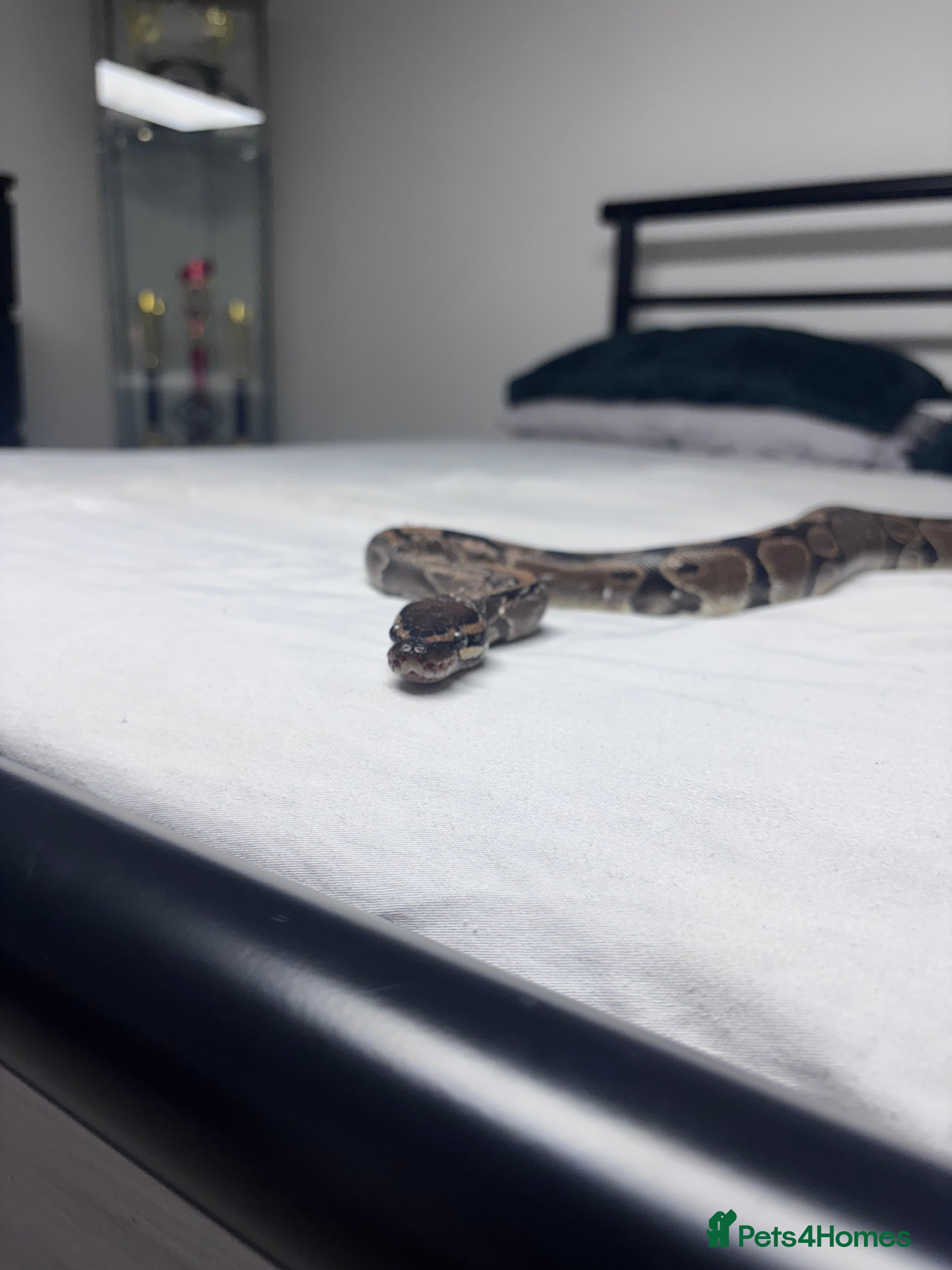 Python Snake reptiles royal python for sale 3 years old  - Advert 1