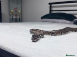 Python Snake reptiles royal python for sale 3 years old - Advert 1