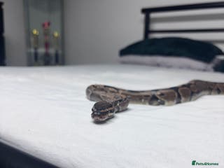 Python Snake reptiles royal python for sale 3 years old - Advert 8