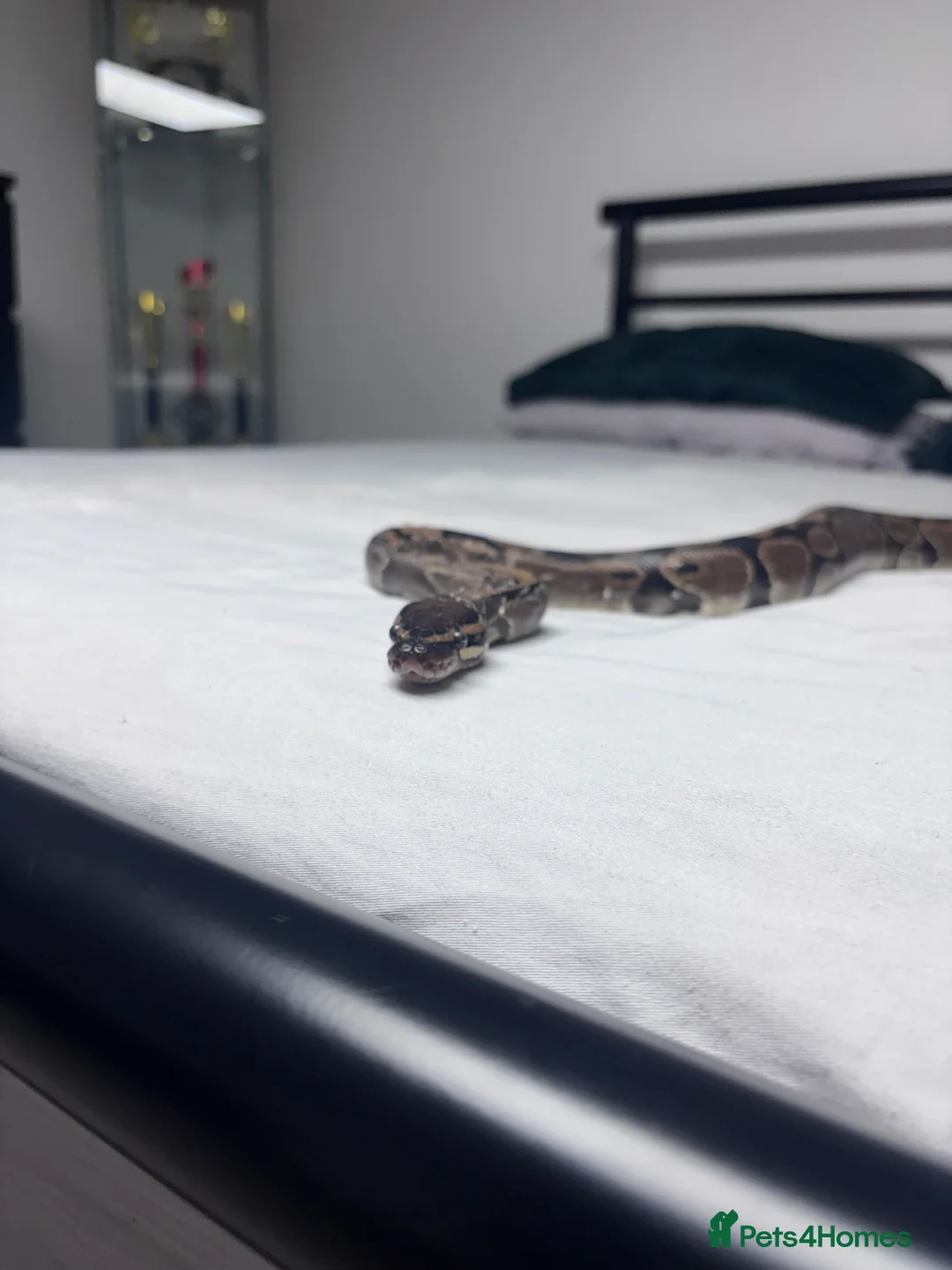 Python Snake reptiles for sale: royal python for sale with full tank setup - Advert 1