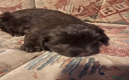 Cockapoo dogs for sale: Cockerpoo puppies - Image 2