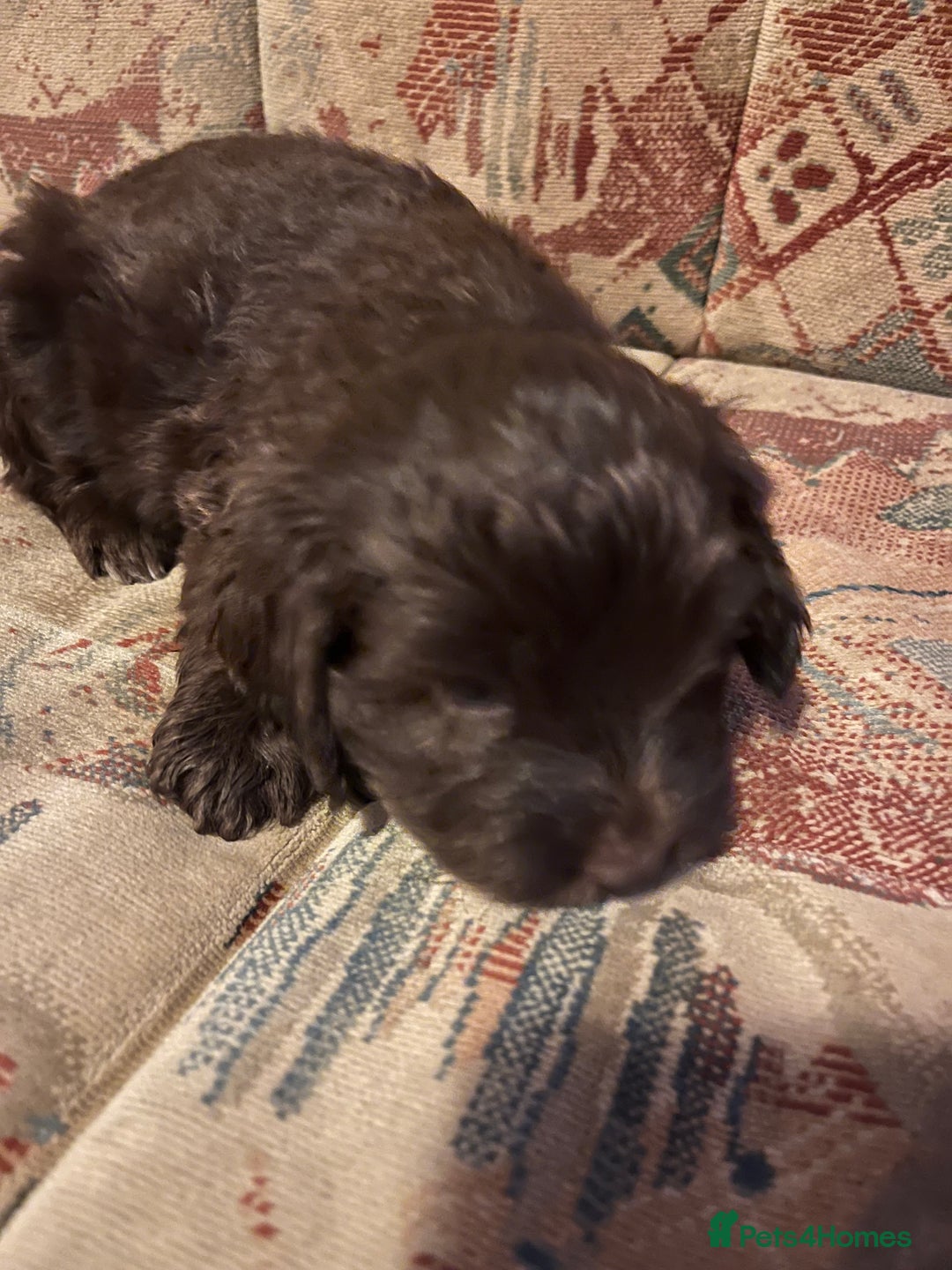 Cockapoo dogs for sale: Cockerpoo puppies - Image 2