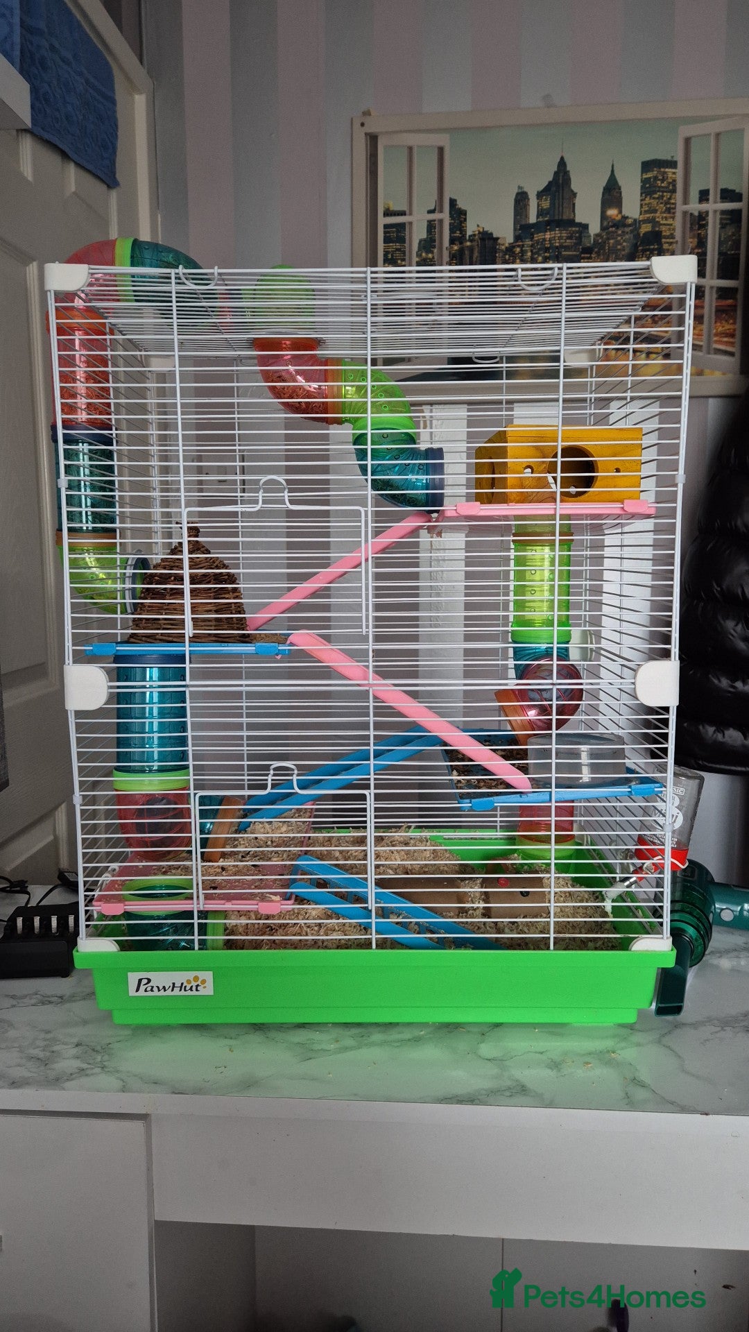 Hamster rodents for sale: Chinese Hampster - Advert 3